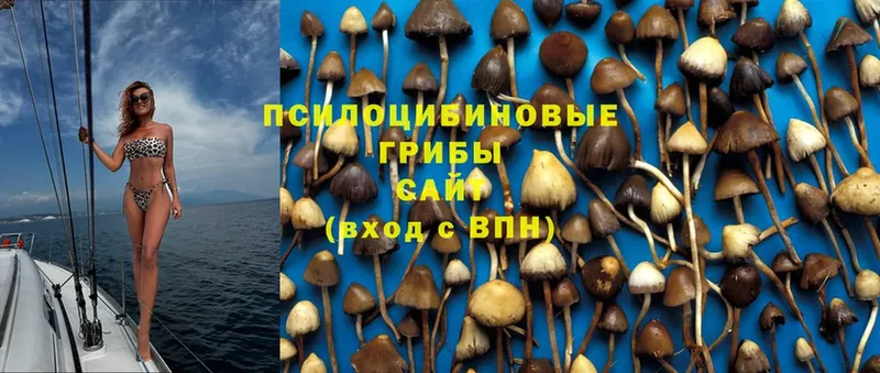 Галлюциногенные грибы Psilocybine cubensis  Биробиджан 